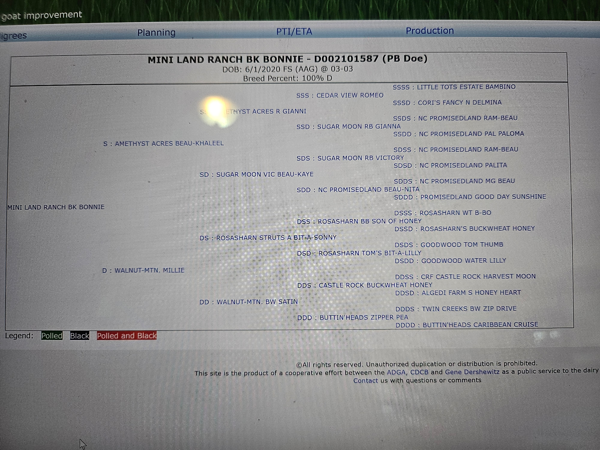 Bonnie ADGA pedigree