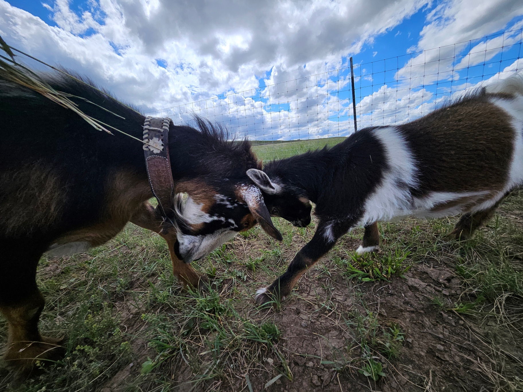 Nigerian Dwarf doe in pasture